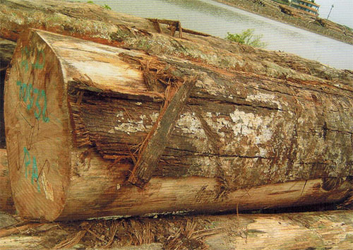 舟翅桐(Pterocymbiurm sp.)