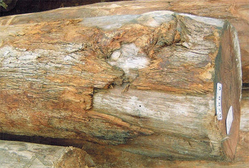 钟康木（Dactylocladus stenostachys.）