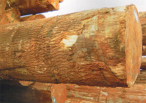 阿林山榄(Aningeria robusta )