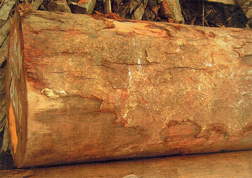 阿摩楝(Amoora cucullata)