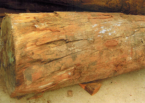 凹果豆蔻(Coelocaryon preussii.)