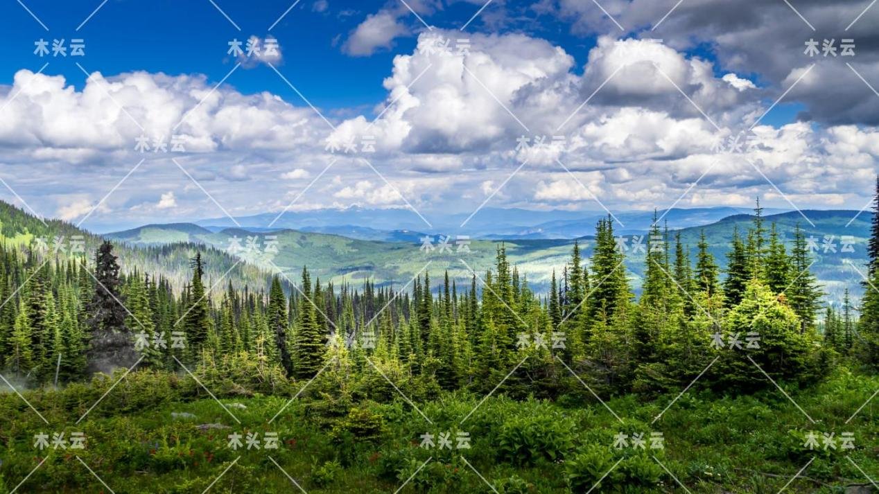 欧共体将制定新的森林法案及林产品出口法规