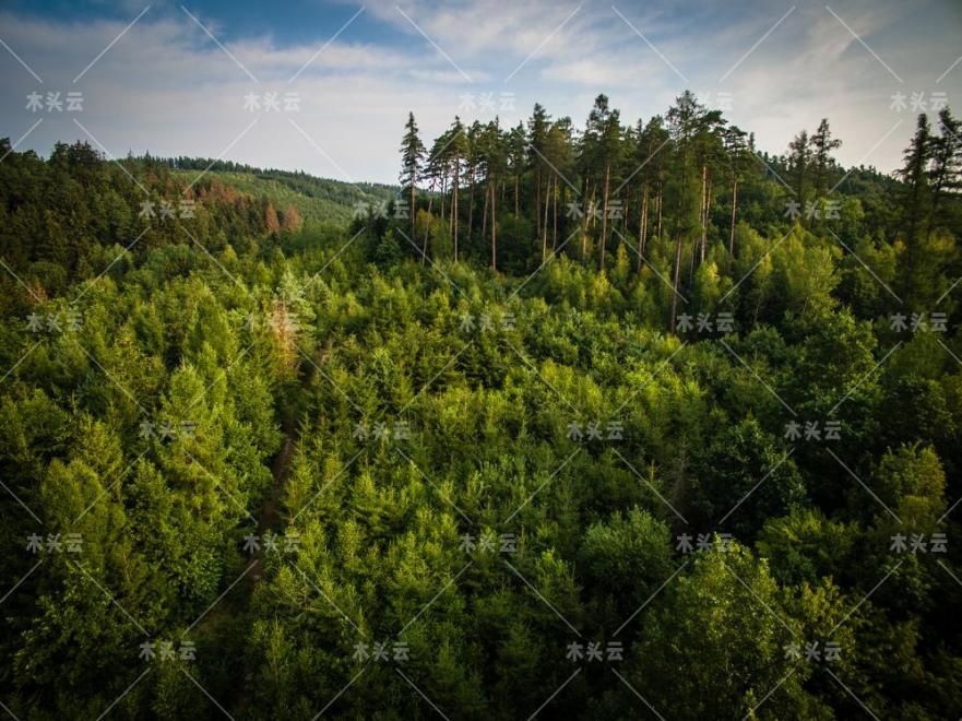 自加入欧盟，罗马尼亚约有三分之二原始森林消失