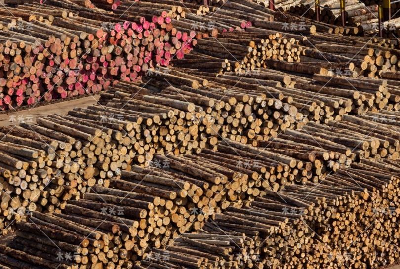 木材资讯_木材之家