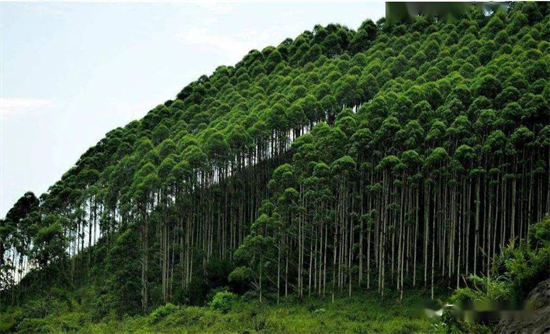 塔里木河重现生机!中国的植被生态建设工作再次取得重大成果