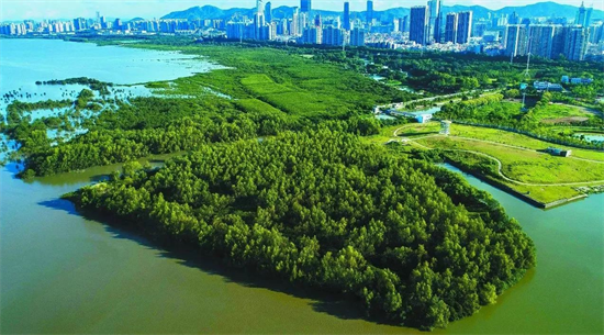 中国55%以上的红树林被纳入了自然保护地