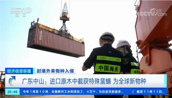 全球首次报道!进口原木中截获特殊蜚蠊，为全球新物种