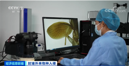 全球首次报道!进口原木中截获特殊蜚蠊，为全球新物种