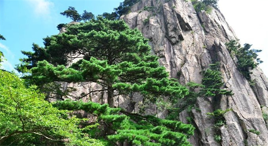 在中国受欢迎的松木制品，为什么在这个地方受到了管制?
