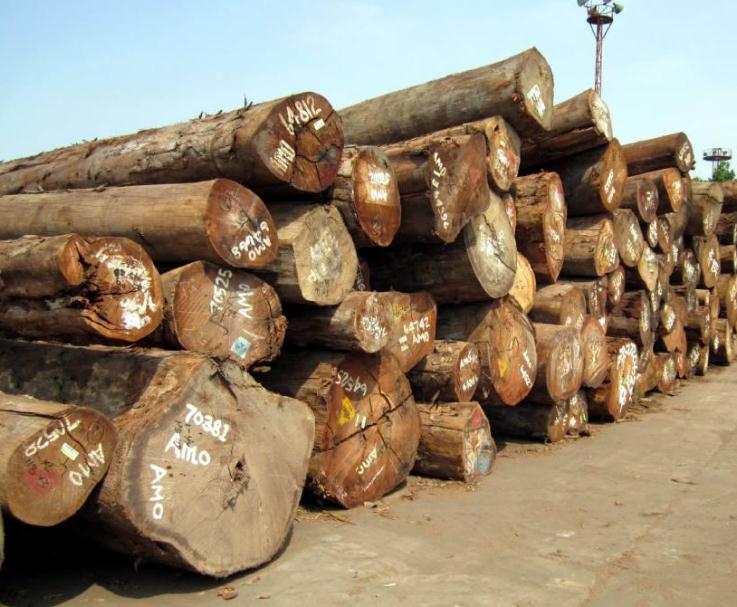 罗马尼亚2020年木材开采量预计为950万立方米