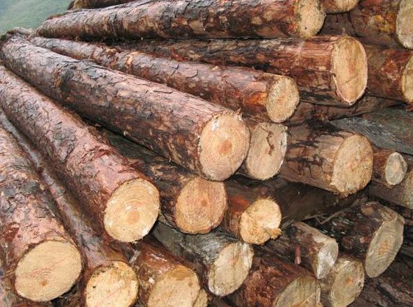 俄罗斯水曲柳近期走势