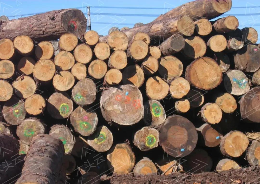 谁将占据中国木材供应大头？