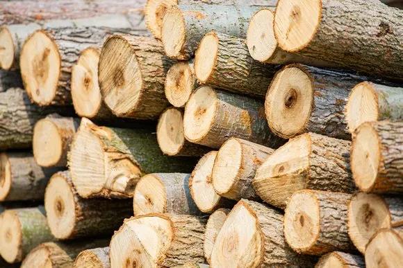 10月国际原木及锯材价格动态