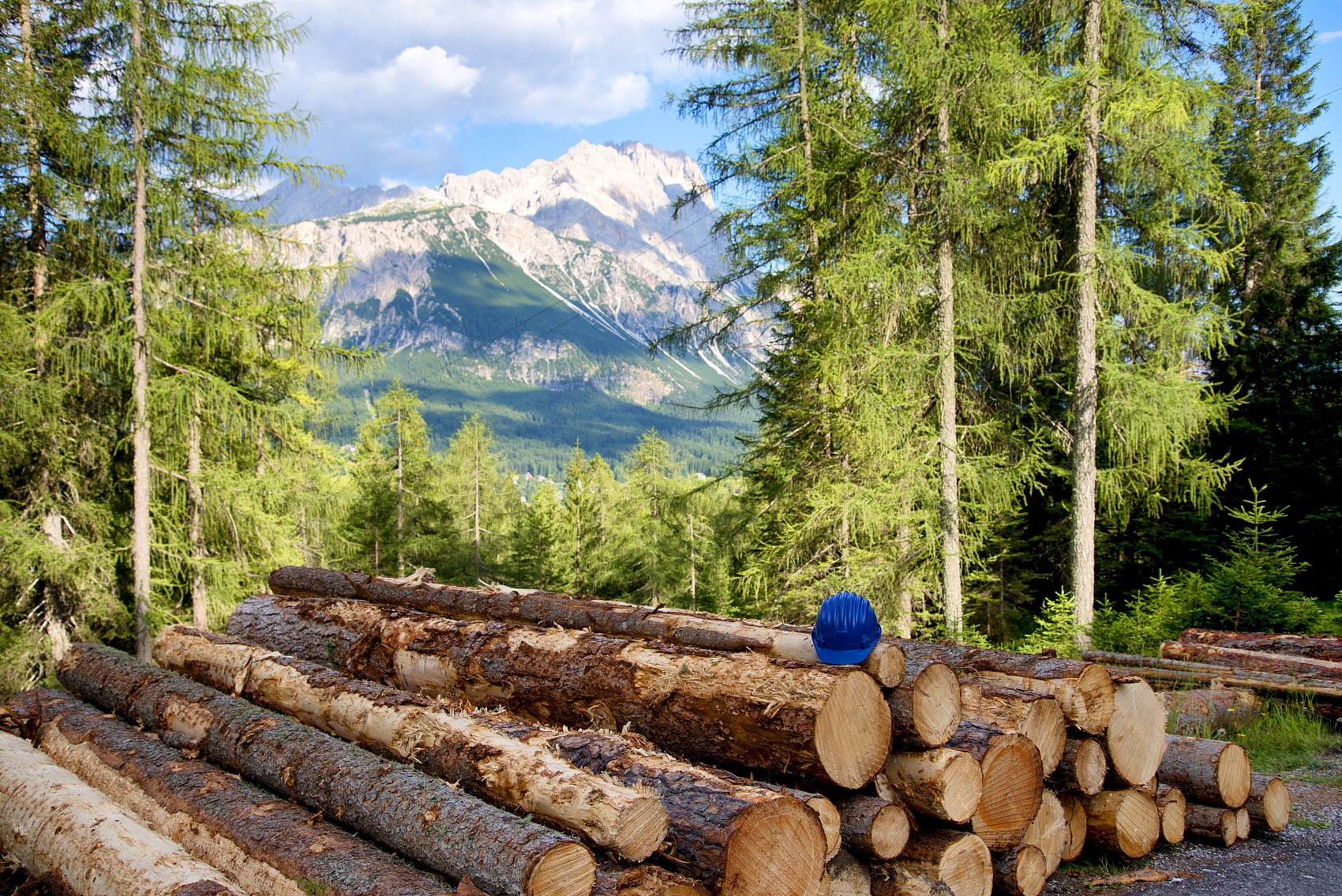 2022年1月20日全国木材价格行情