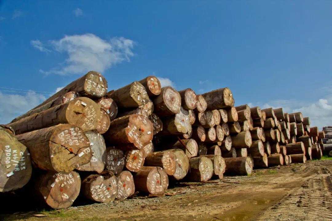 赤几木材产量在2022年预计增长30%