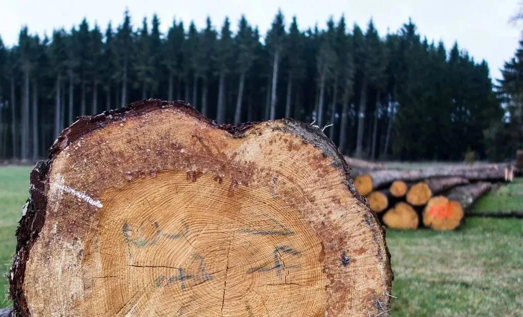 木材期货价格升至三周来最高水平