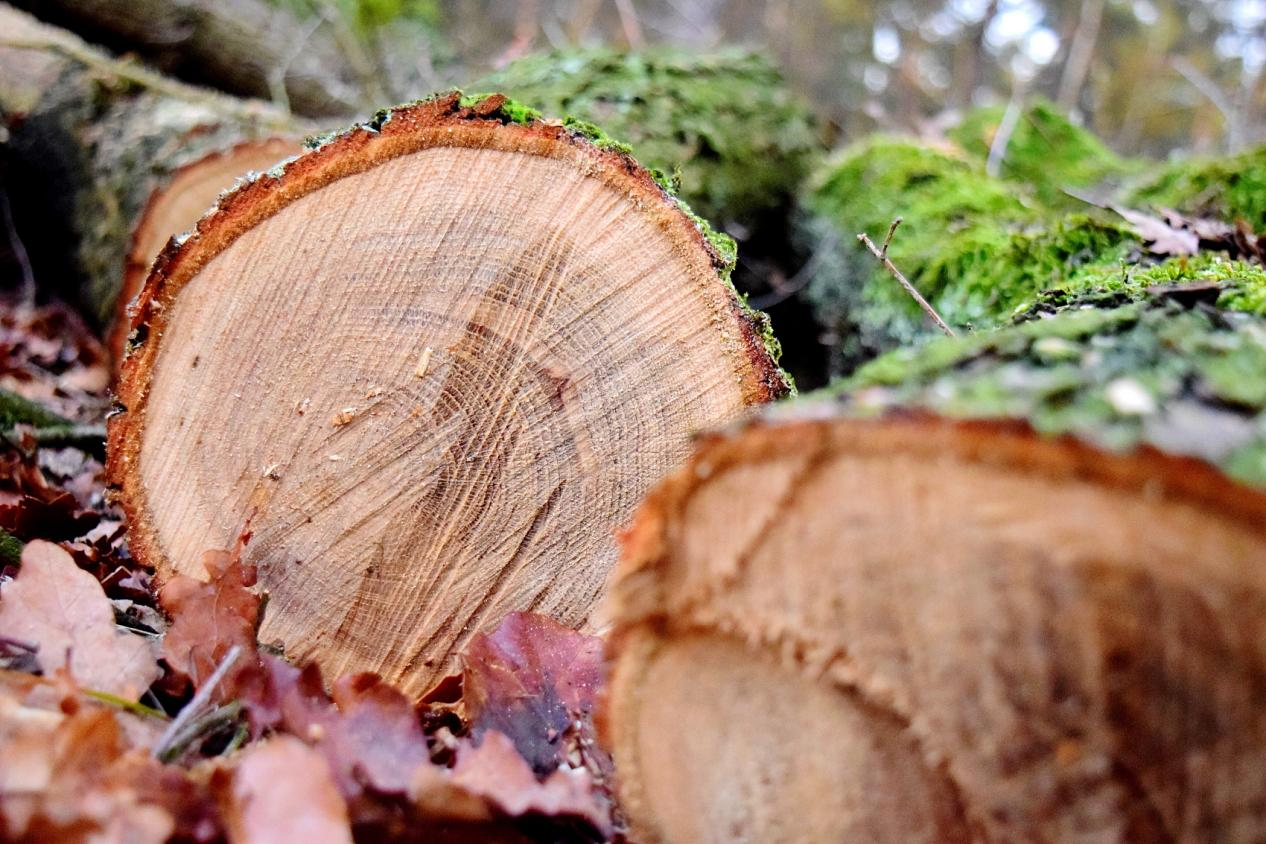 俄将制定措施支持远东木材加工投资项目