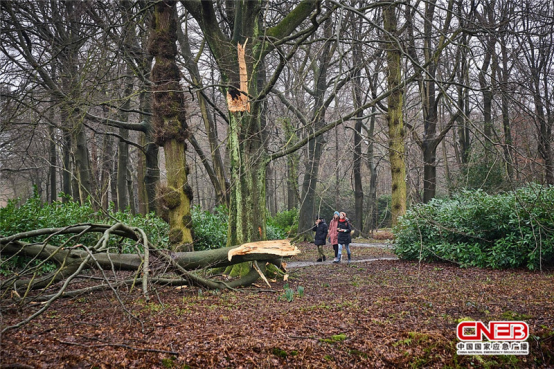 欧洲材进口成将本上涨