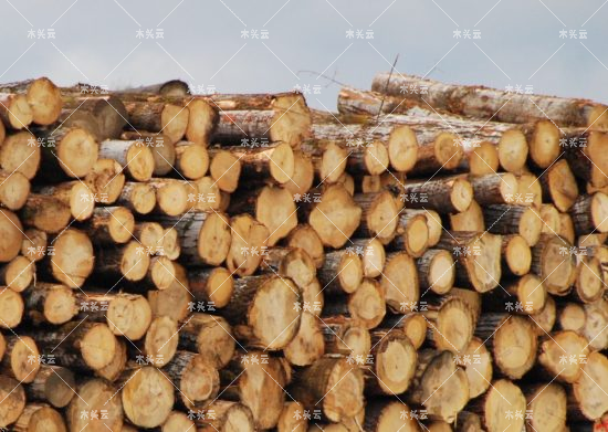 环境非政府组织:结束俄罗斯木材进口