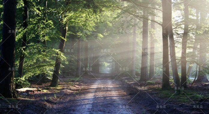 为了增加可燃烧用木片产量，拉脱维亚政府于6月21日星期二同意通过修正案，允许砍伐幼林中的树木。