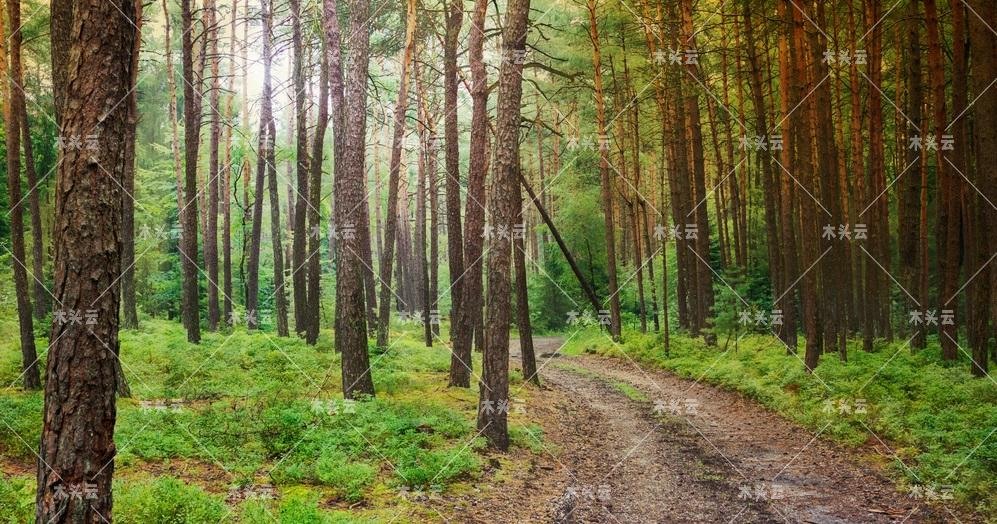 天然气短缺，爱沙尼亚发展桤木充当供暖物资