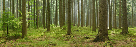 欧洲约3.6亿立方米木材遭到树皮甲虫损毁