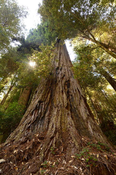 哪些树可以称之为“巨树”