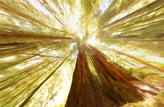 哪些树可以称之为“巨树”