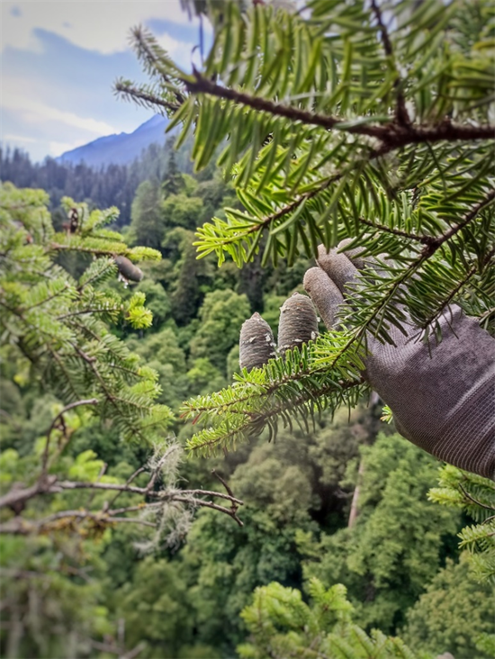 高83.4米!这棵“中国第一高树”为什么不会被大风吹倒?