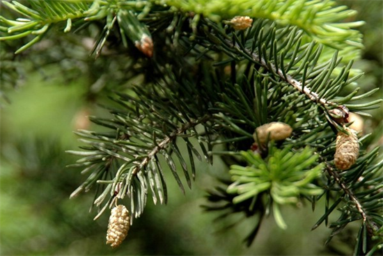 200万株欧洲云杉幼苗在温室被成功培育