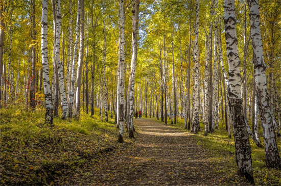 全球经济发展低迷,俄罗斯木材加工业投资增长30%