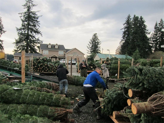 供应告急!未来十年加拿大圣诞树将越来越少
