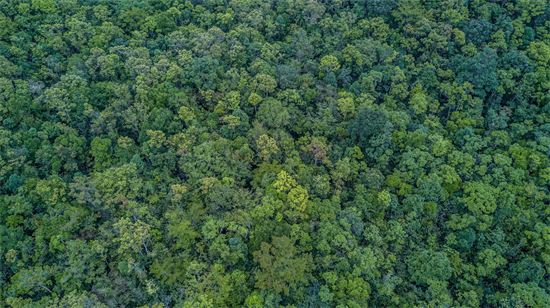 印尼林业认证合作组织(IFCC)获PEFC认可