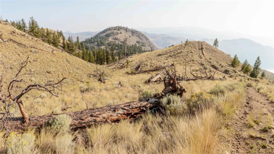森林被毁加剧极端天气，加拿大在洪水后又遇旱情