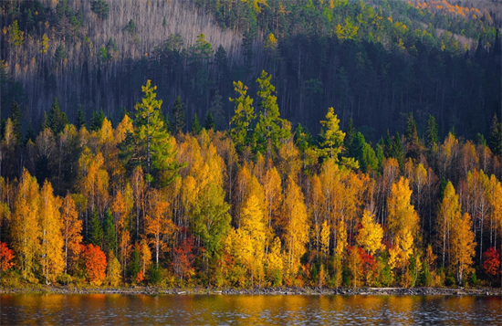 俄罗斯向中国提供了69%的针叶木材