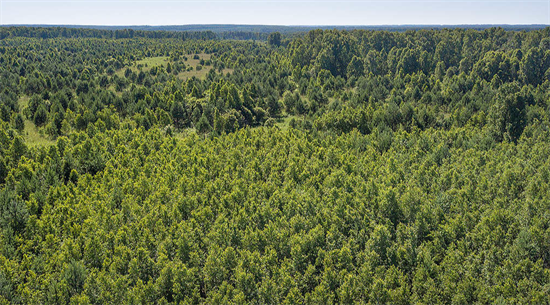 俄罗斯向中国提供了69%的针叶木材