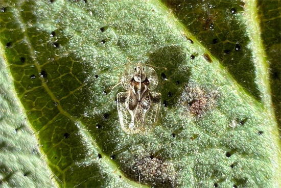 美国白橡树正遭受大量非本土橡树花边虫侵扰