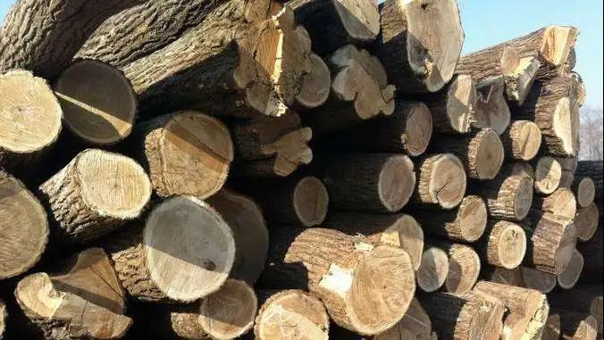 芬兰国际针叶木材贸易将同时面临若干中断因素挑战