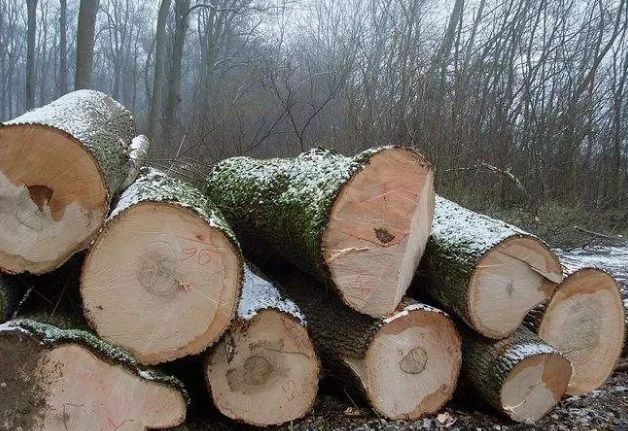 近期北美白蜡木价格行情