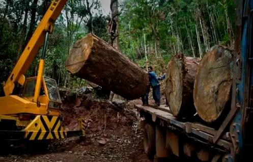 红木界的“新宠”——缅甸花梨