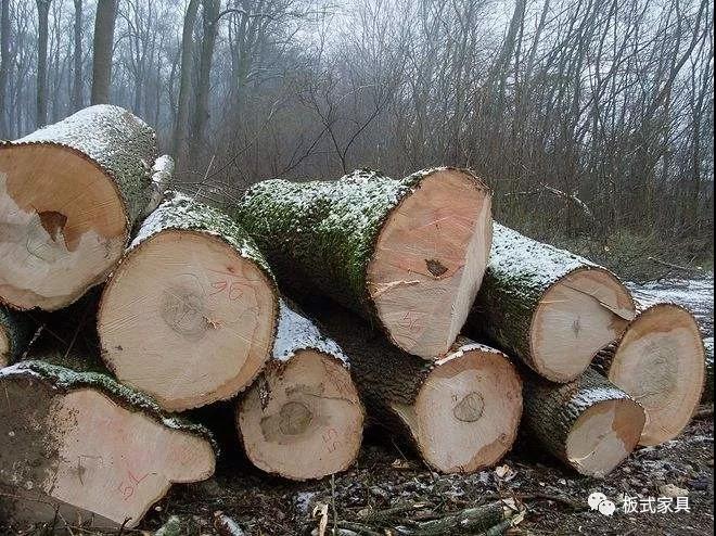 北美白蜡木近期行情走势