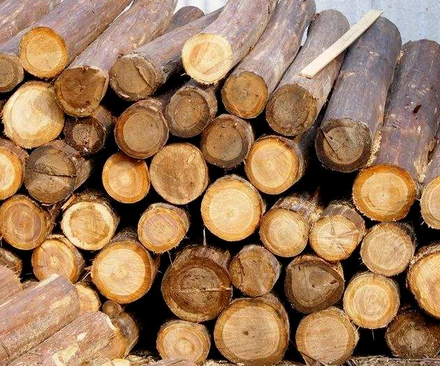 新森林法将实施，取消了木材运输许可审批