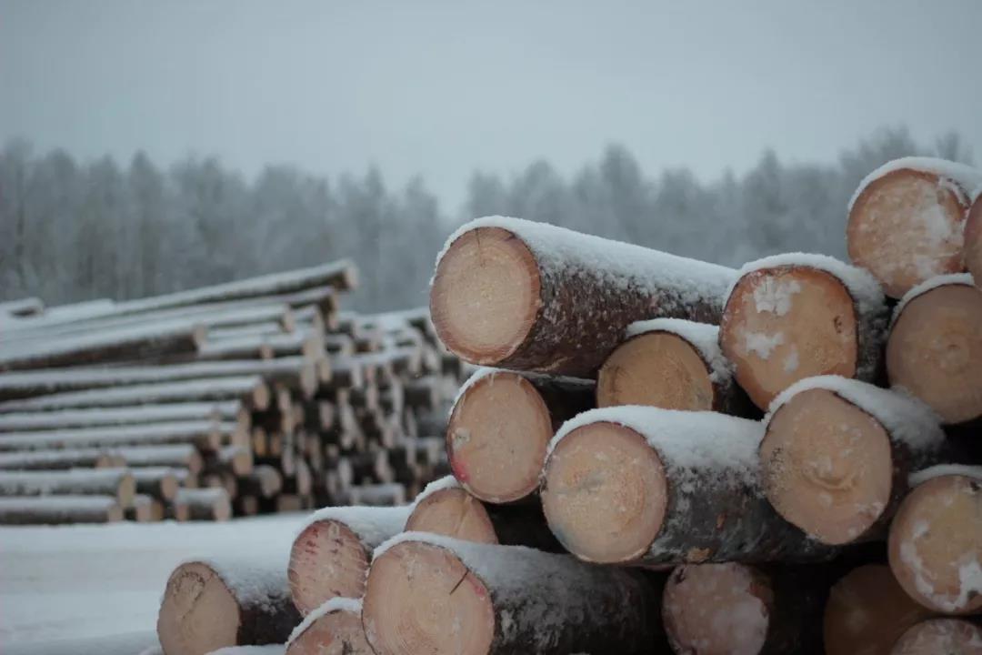 云杉类锯材进口全面攀升，4月份增长近18.7%
